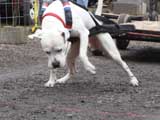 IWPA - Canine Weight Pull