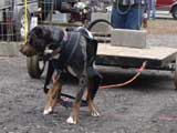 IWPA - Canine Weight Pull
