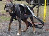 IWPA - Canine Weight Pull
