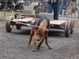IWPA - Canine Weight Pull
