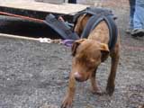 IWPA - Canine Weight Pull