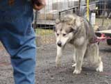 IWPA - Canine Weight Pull