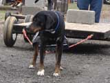 IWPA - Canine Weight Pull