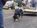 IWPA - Canine Weight Pull