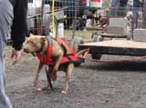 IWPA - Canine Weight Pull