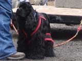 IWPA - Canine Weight Pull