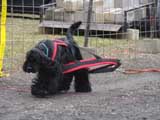 IWPA - Canine Weight Pull