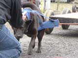 IWPA - Canine Weight Pull
