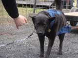 IWPA - Canine Weight Pull