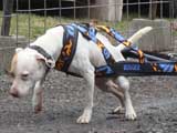 IWPA - Canine Weight Pull