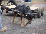 IWPA - Canine Weight Pull