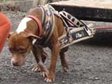 IWPA - Canine Weight Pull