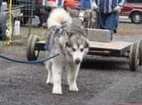 IWPA - Canine Weight Pull