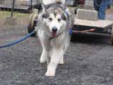 IWPA - Canine Weight Pull