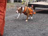 IWPA - Canine Weight Pull