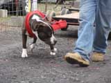 IWPA - Canine Weight Pull