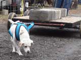 IWPA - Canine Weight Pull