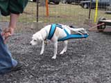 IWPA - Canine Weight Pull