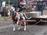 IWPA - Canine Weight Pull