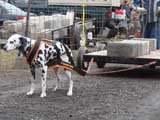 IWPA - Canine Weight Pull