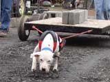 IWPA - Canine Weight Pull