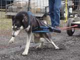 IWPA - Canine Weight Pull