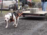 IWPA - Canine Weight Pull