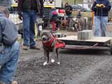 IWPA - Canine Weight Pull