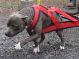IWPA - Canine Weight Pull