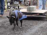 IWPA - Canine Weight Pull