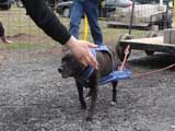 IWPA - Canine Weight Pull