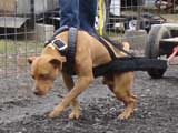 IWPA - Canine Weight Pull