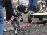 IWPA - Canine Weight Pull