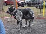 IWPA - Canine Weight Pull