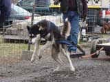 IWPA - Canine Weight Pull