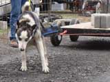 IWPA - Canine Weight Pull