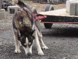 IWPA - Canine Weight Pull