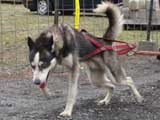 IWPA - Canine Weight Pull