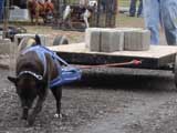 IWPA - Canine Weight Pull