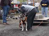 IWPA - Canine Weight Pull