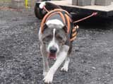 IWPA - Canine Weight Pull