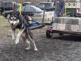 IWPA - Canine Weight Pull