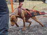 IWPA - Canine Weight Pull
