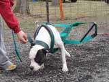 IWPA - Canine Weight Pull