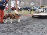 IWPA - Canine Weight Pull