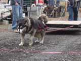 IWPA - Canine Weight Pull