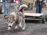 IWPA - Canine Weight Pull