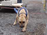 IWPA - Canine Weight Pull