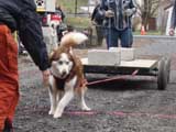 IWPA - Canine Weight Pull