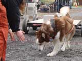 IWPA - Canine Weight Pull